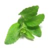 Organic Fresh Mint Bunch